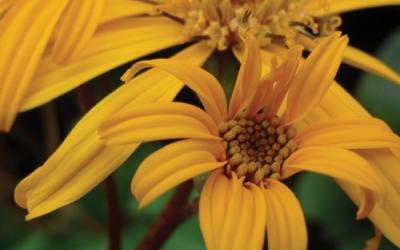 Ligularia dentata