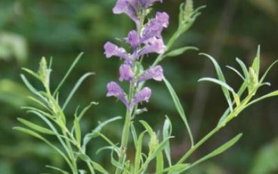 Linaria purpurea