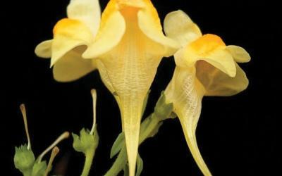 Linaria vulgaris