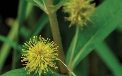 Lotus uliginosus