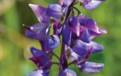 Lupinus angustifolius