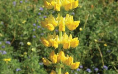 Lupinus luteus