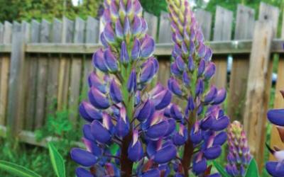 Lupinus polyphyllus