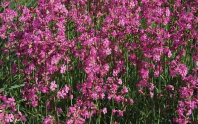 Lychnis viscaria
