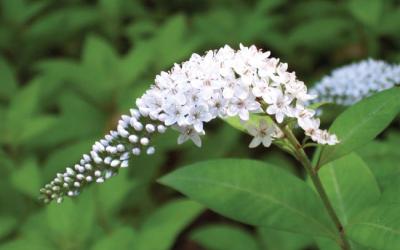 Lysimachia clethroides