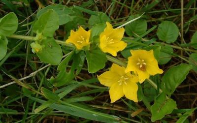 Lysimachia nummularia