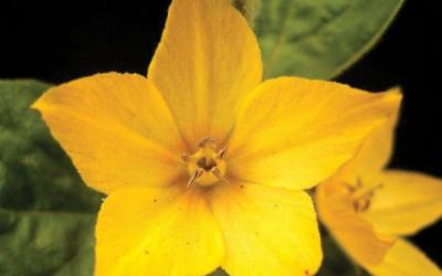 Lysimachia punctata