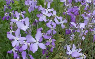 Matthiola longipetala ssp bicornis, Matthiola bicornis