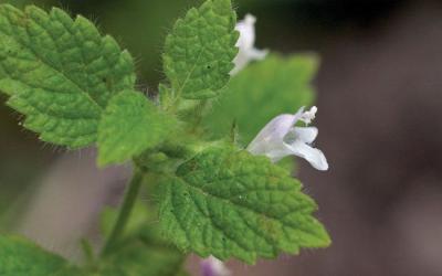 Melissa officinalis