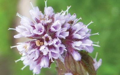 Mentha aquatica