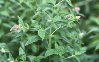 Mentha longifolia