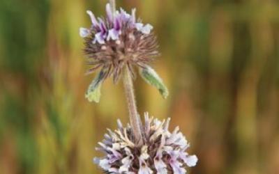 Mentha pulegium