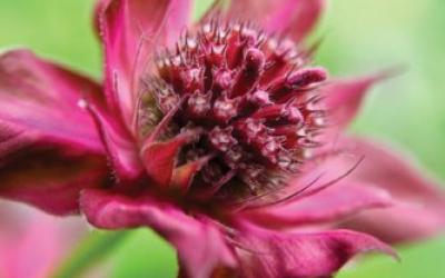 Monarda didyma
