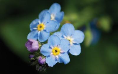 Myosotis palustris