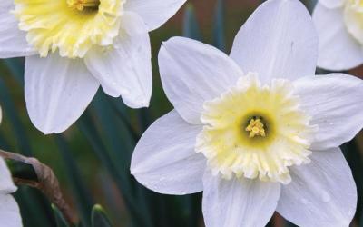 Narcissus jonquilla