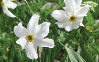 Narcissus poeticus