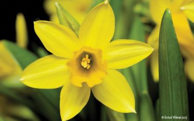 Narcissus pseudonarcissus