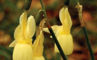 Narcissus triandrus