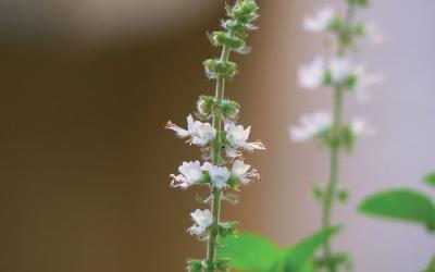 Ocimum basilicum