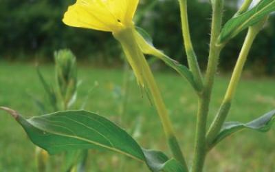 Oenothera biennis