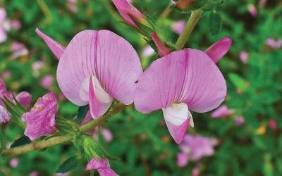 Ononis spinosa