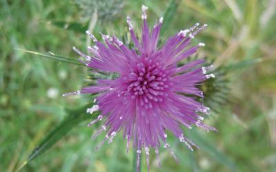 Onopordum acanthium