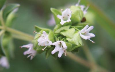 Origanum majorana, Origanum hortensis