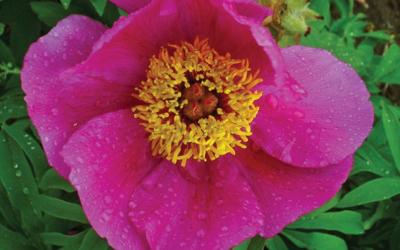 Paeonia officinalis