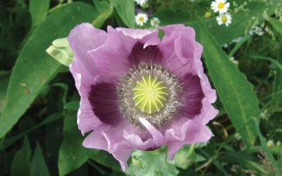 Papaver somniferum