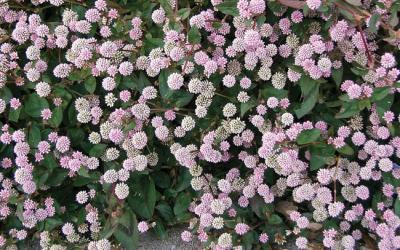 Persicaria capitata