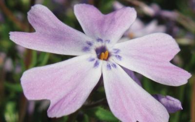 Phlox subulata