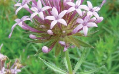 Phuopsis stylosa