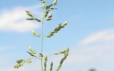 Poa pratensis