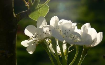 Pyrus calleryana ‘Chantecleer’, syn. Pyrus calleryana 'Stone Hill'