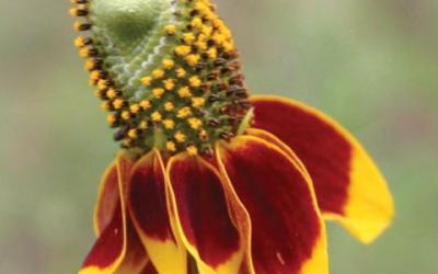 Ratibida columnifera