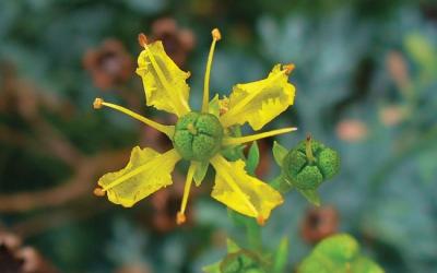 Ruta graveolens