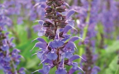 Salvia nemorosa