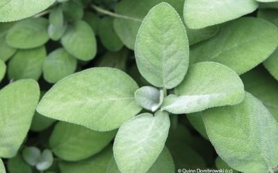 Salvia officinalis 'Berggarten'