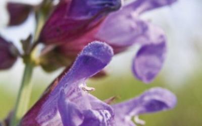 Salvia officinalis