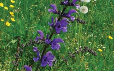 Salvia pratensis