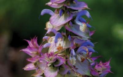 Salvia sclarea