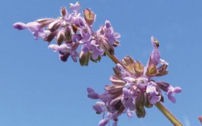 Salvia verticillata