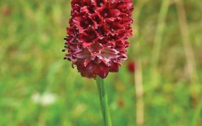 Sanguisorba officinalis
