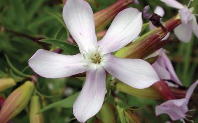 Saponaria officinalis