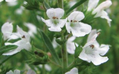 Satureja montana
