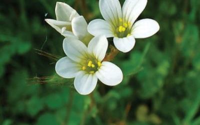 Saxifraga granulata