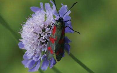 Scabiosa columbaria