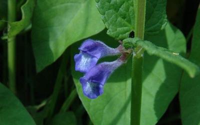 Scutellaria galericulata