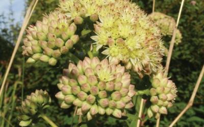 Sedum telephium