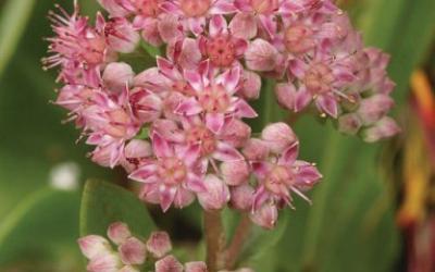 Sedum telephium
